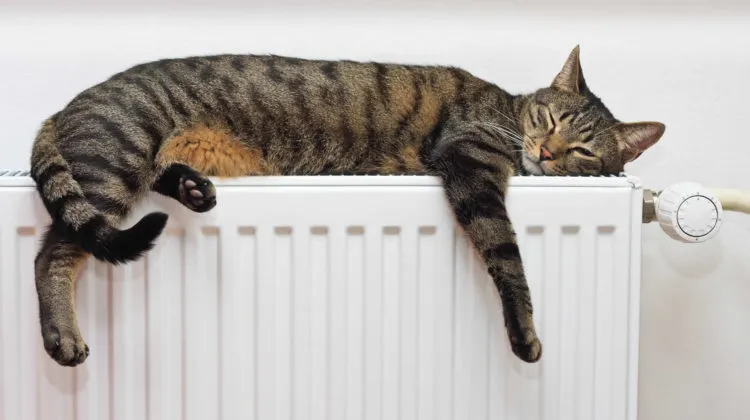 a qué temperatura les gusta a los gatos