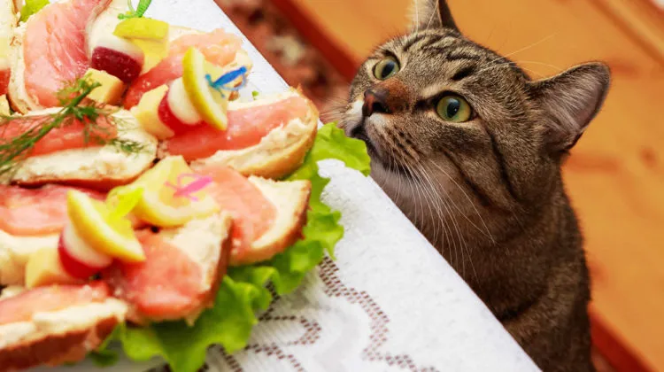 alimentos humanos que pueden comer los gatos