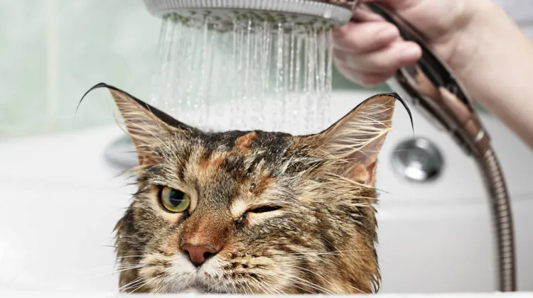 cómo bañar a un gato