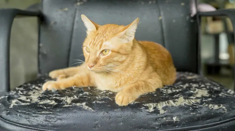 cómo evitar que los gatos arañen los muebles de piel