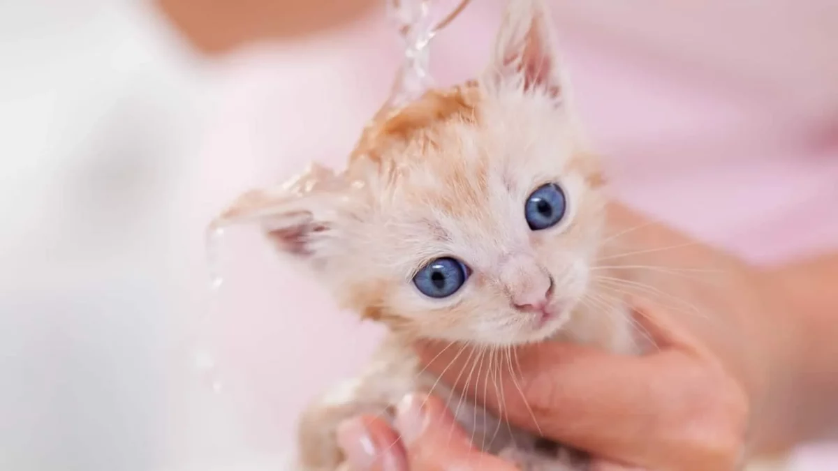 como lavar a un gatito