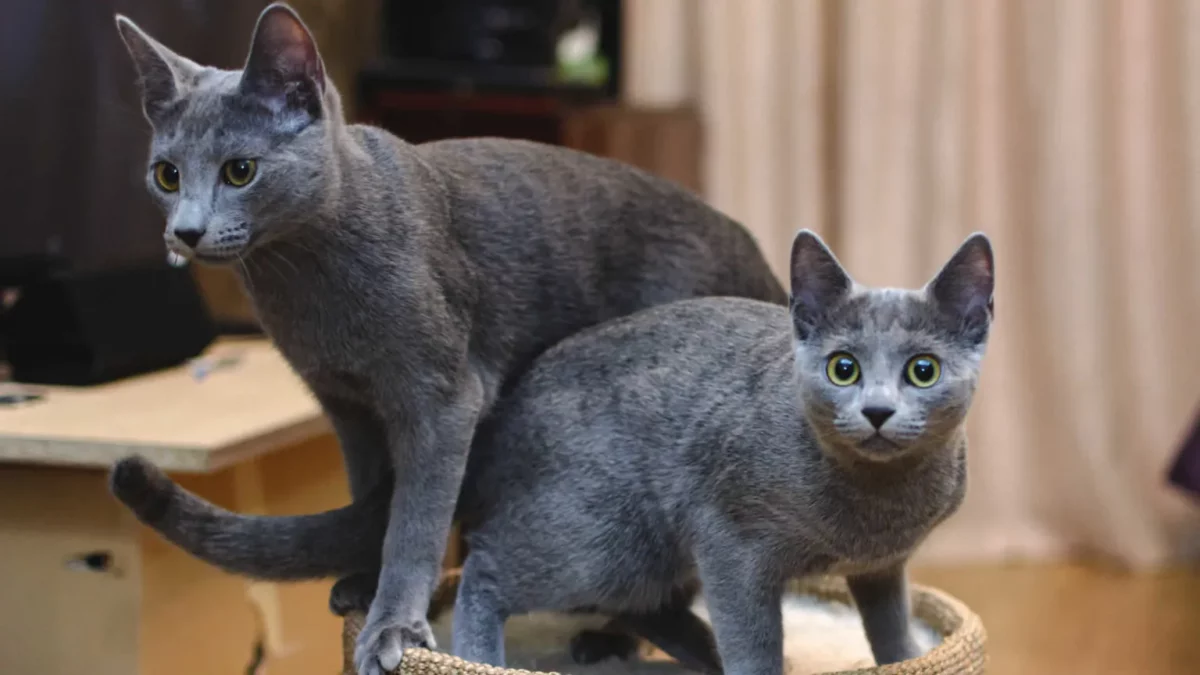 el azul ruso es una de las razas de gatos con cola rizada