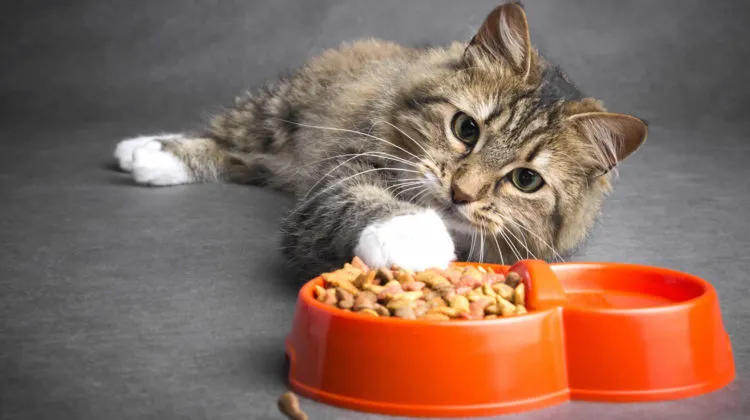 el gato ha dejado de comer comida seca pero come golosinas