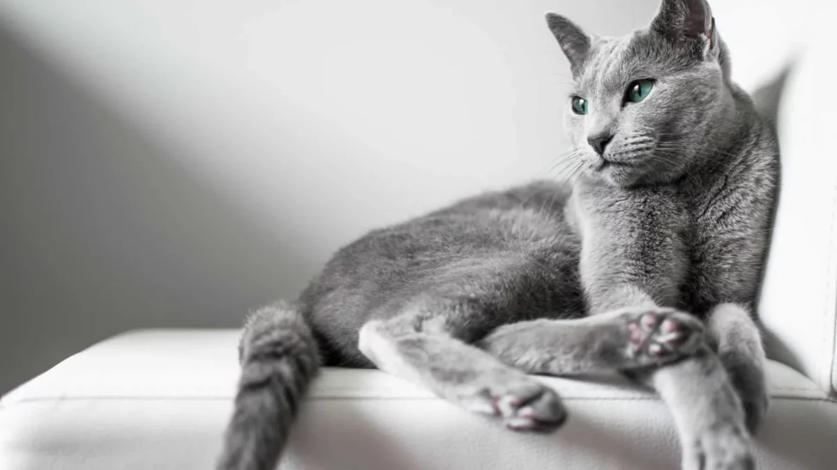 gato azul ruso de cola larga
