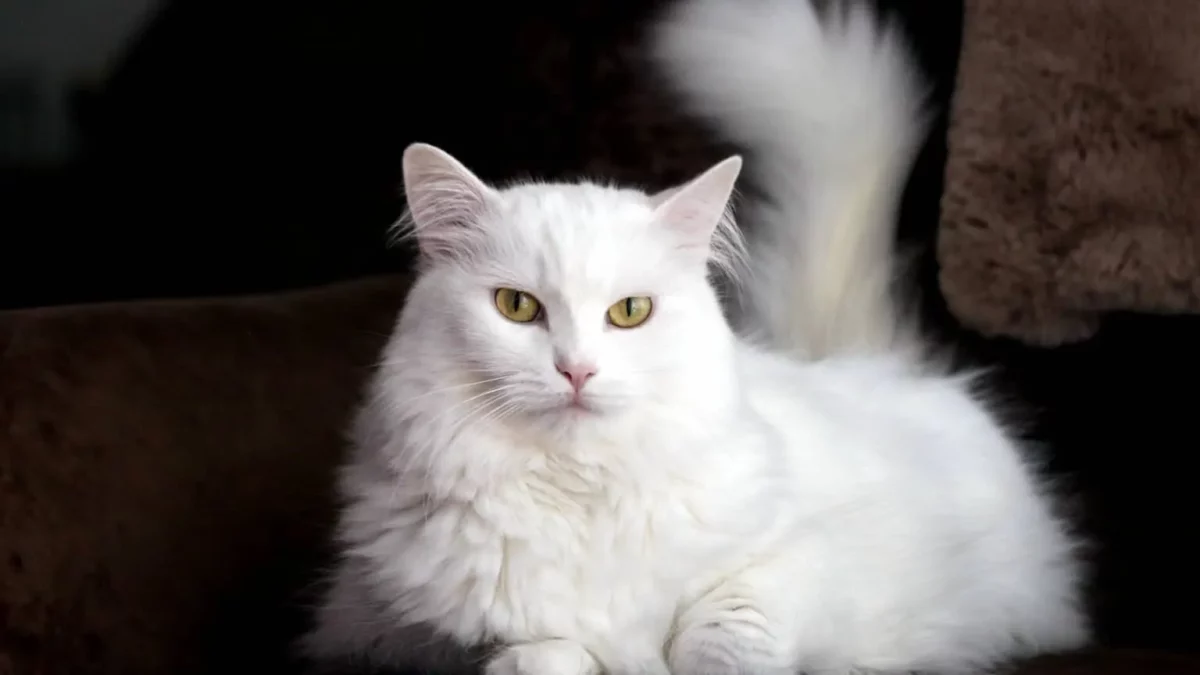 gato de angora turco