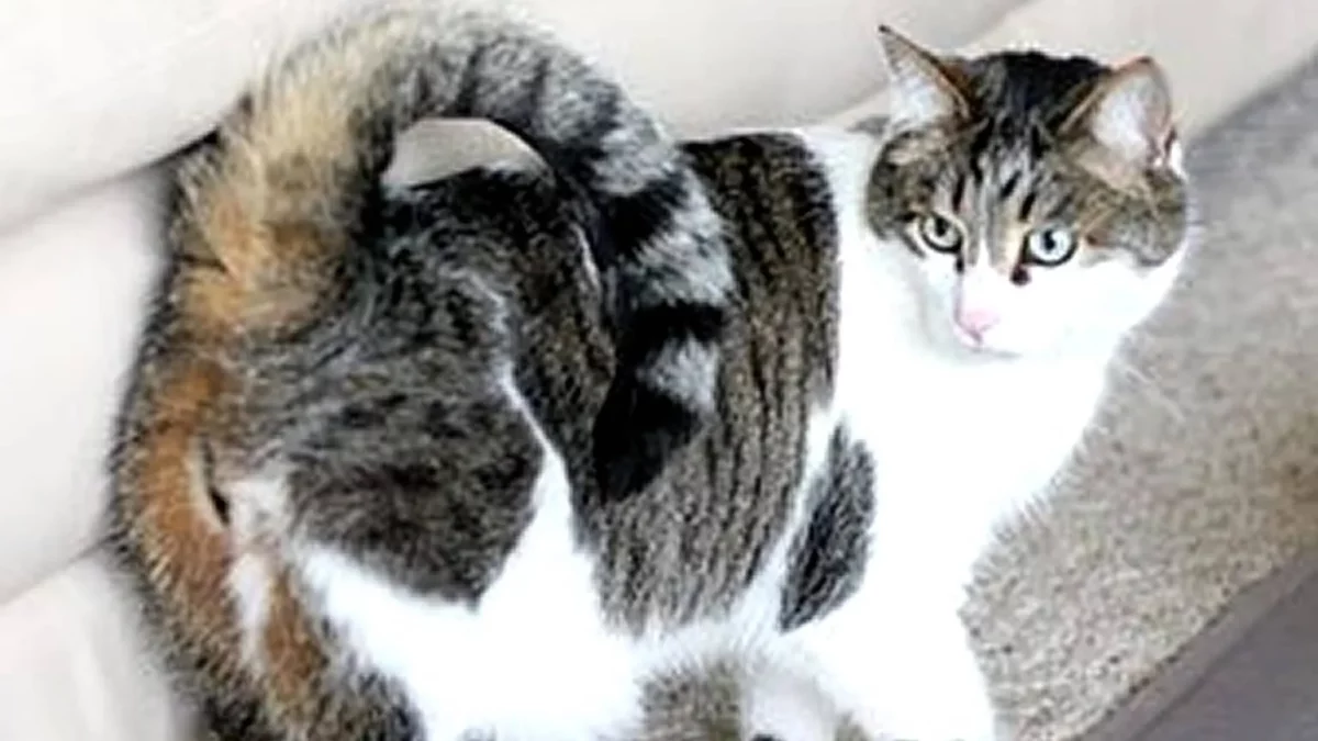 gato de cola anillada americano con cola rizada