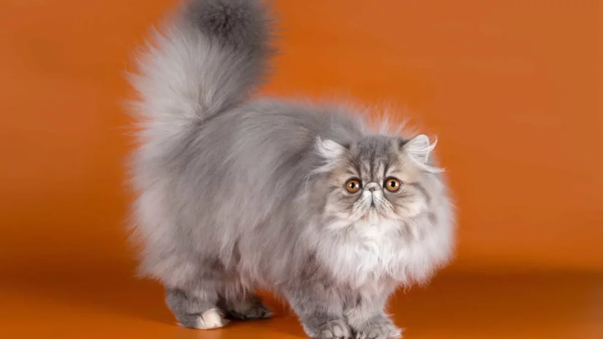 gato persa esponjoso de cola larga