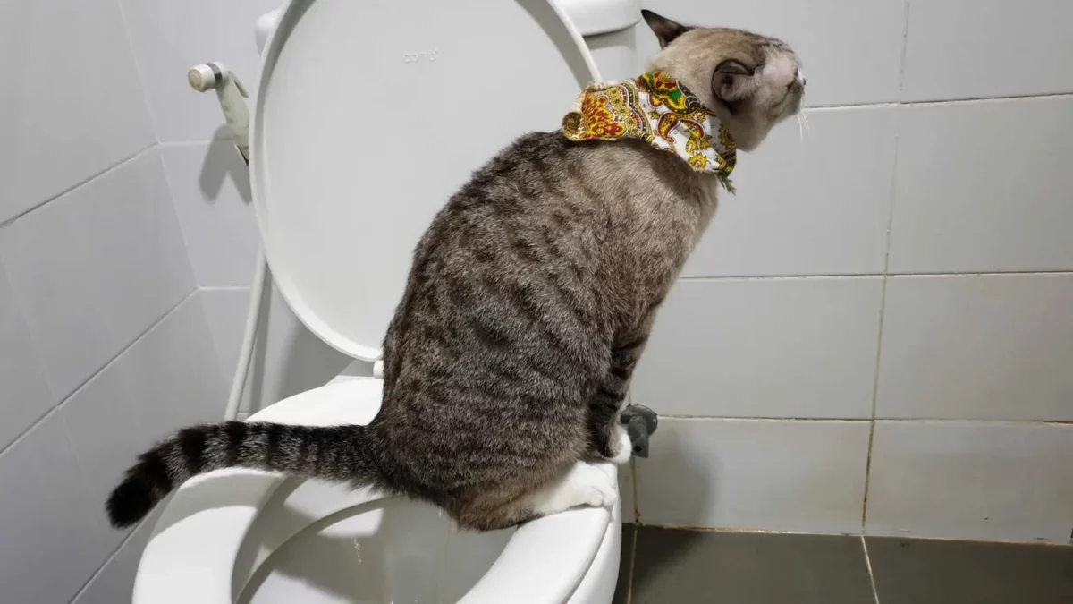 gato que utiliza el inodoro