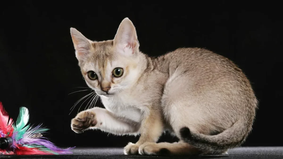 gato singapura