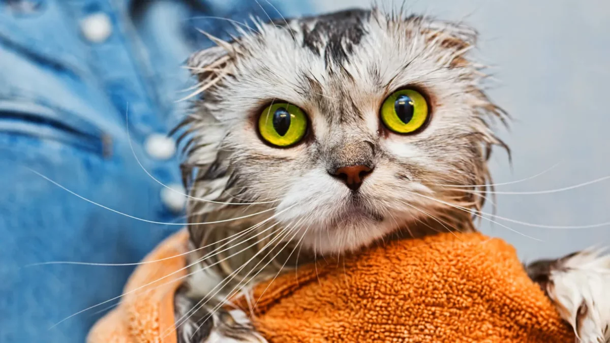 lavar un gato