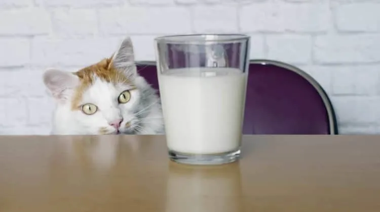 los gatos pueden comer nata montada