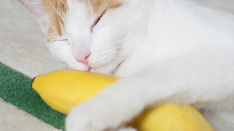 los gatos pueden comer plátanos