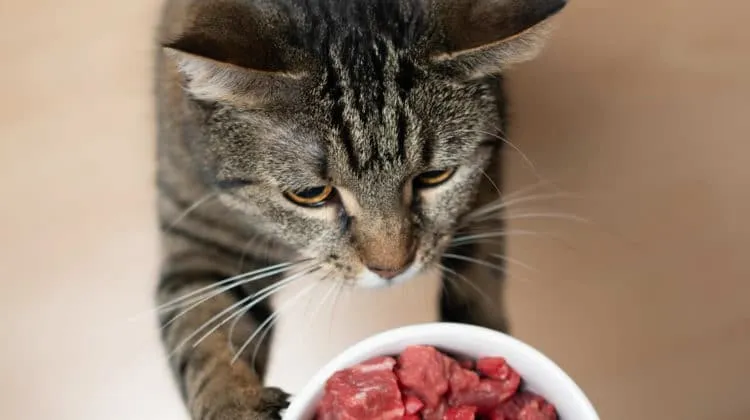 los gatos pueden comer salchichas