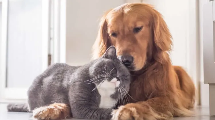 por qué los gatos huelen mejor que los perros