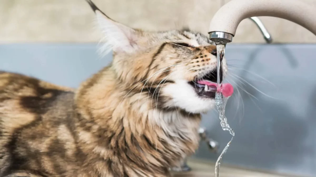 por que los gatos odian el bano