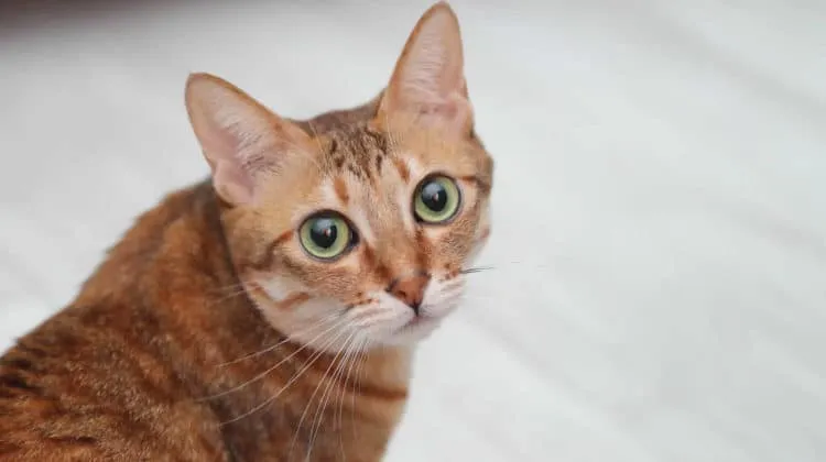 por qué los gatos orange tabby son tan cariñosos