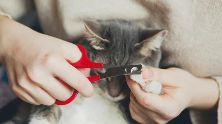 qué ocurre si no cortas las uñas a tu gato