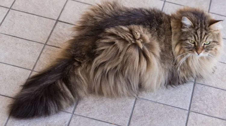 razas de gatos de cola larga