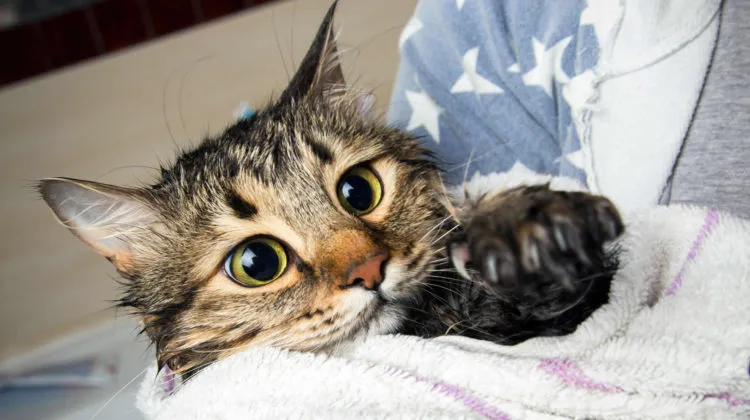 se pueden utilizar toallitas de bebé en los gatos