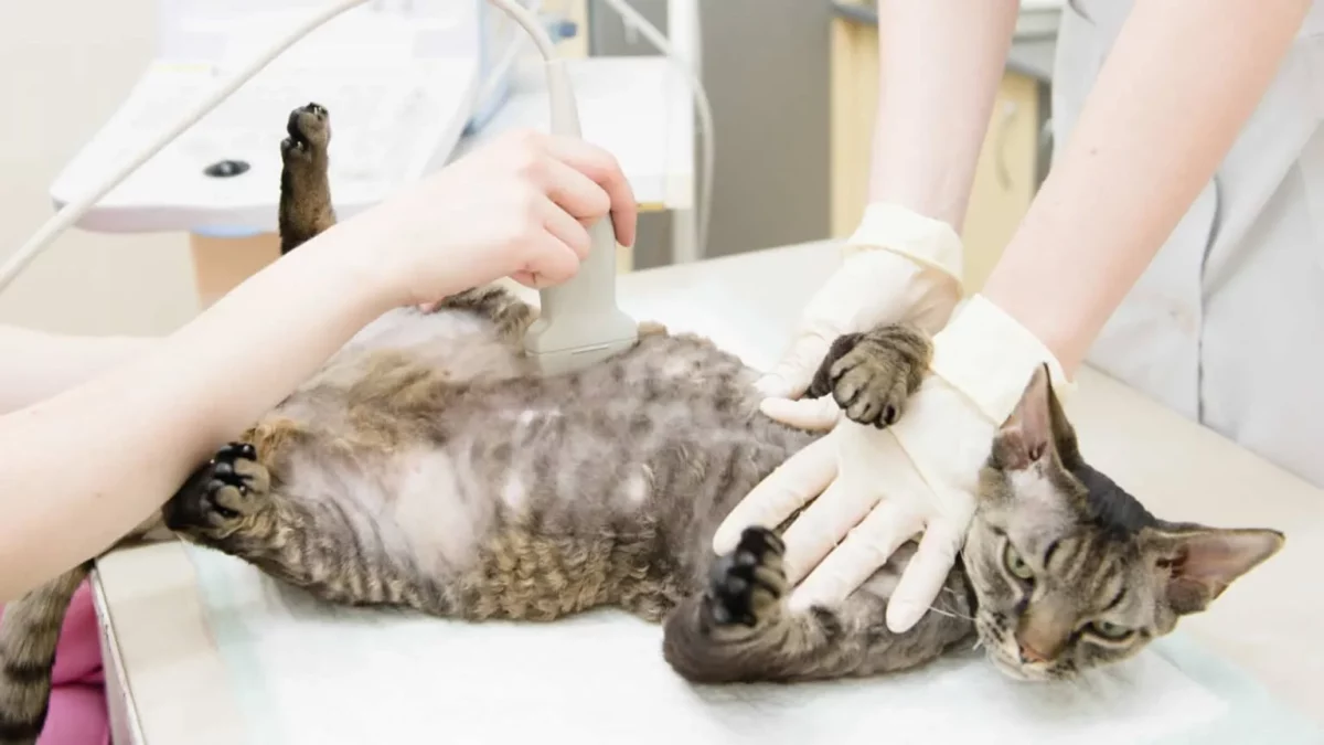 what to expect when your cat is pregnant 1